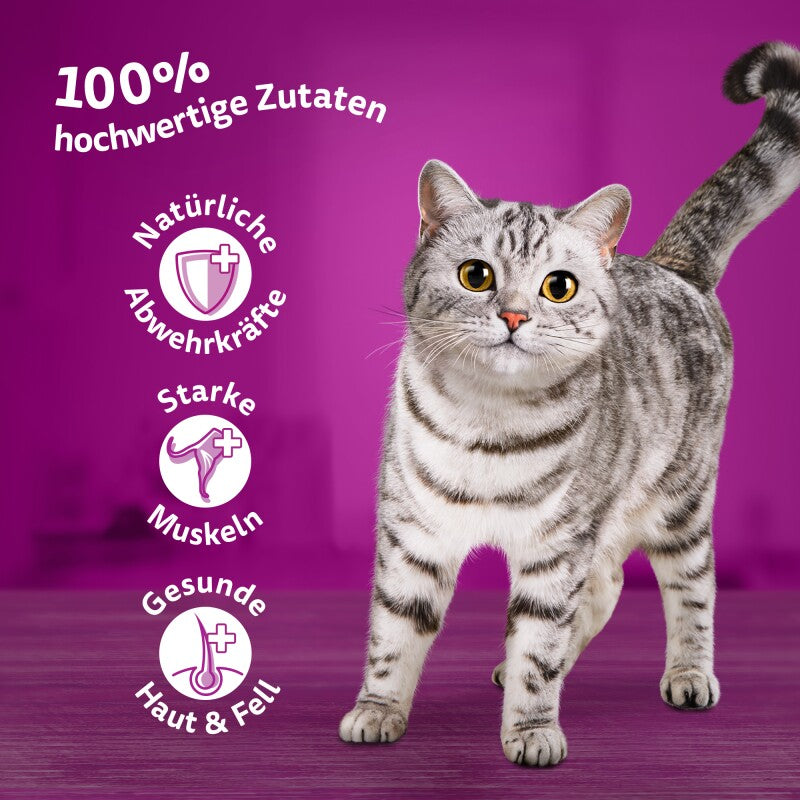 Whiskas Mega Pack 1+ Fisch Auswahl in Gelee 40 x 85g