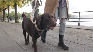 Freudentier Hundehalsband & Hundeleine im Set - 2m Führleine, 3-fach verstellbar - Classic Kollektion S-M