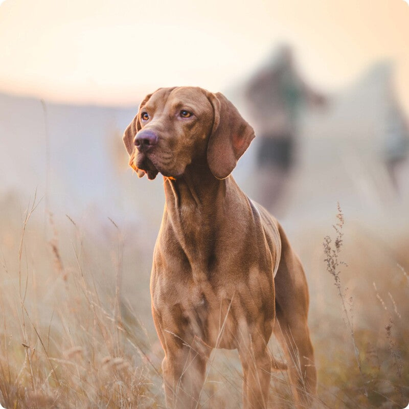 REAL NATURE Nassfutter Hund, Adult 6x400 g Mixpaket 2