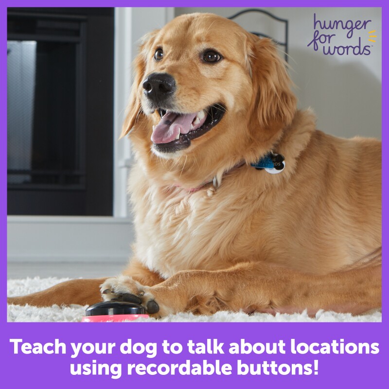 Hunger For Words Talking Pet Next Words: Orte | aufnahmefähige Tasten für Hunde