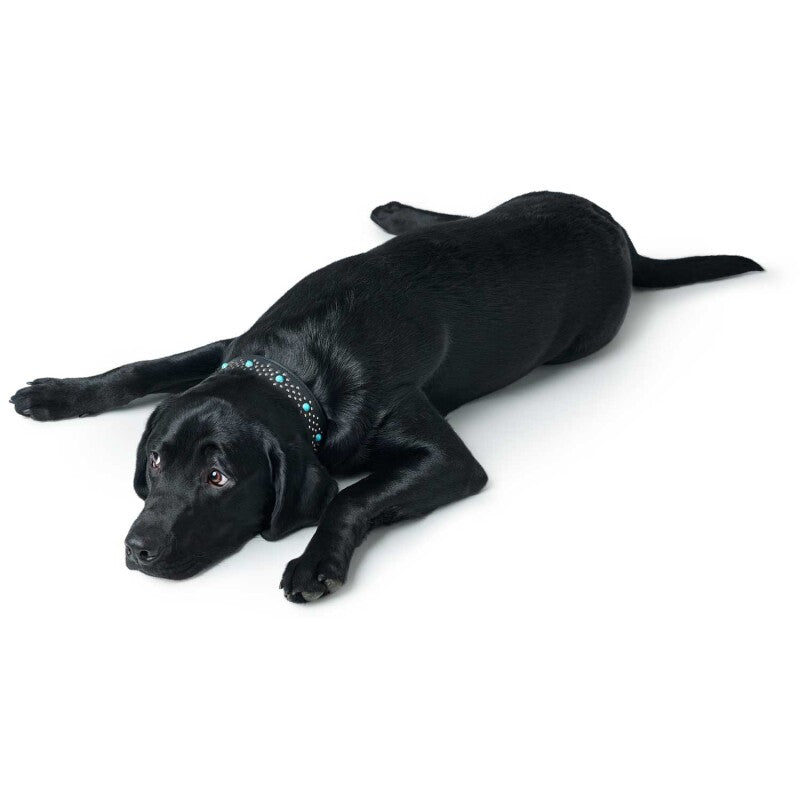 Hunter Halsband Madona schwarz 45 cm