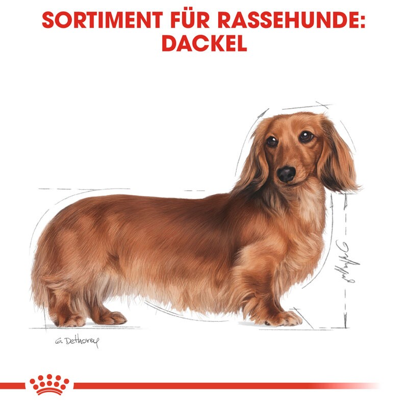 ROYAL CANIN Dachshund Adult Mousse 12x85 g