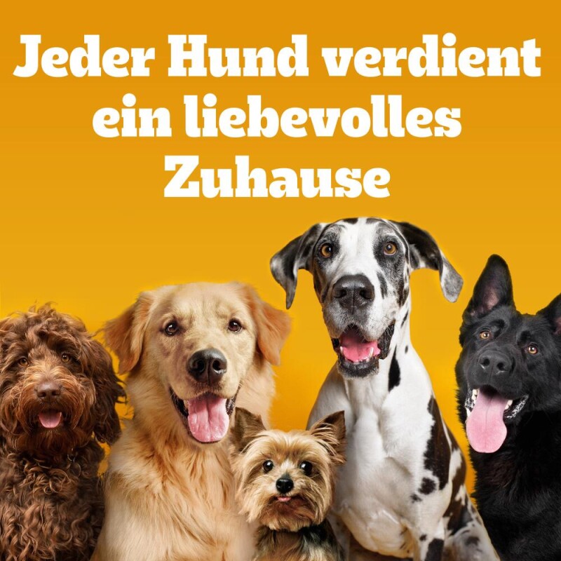 Pedigree Zahnpflege Dentastix Multipack für mittelgroße Hunde 56 Stück
