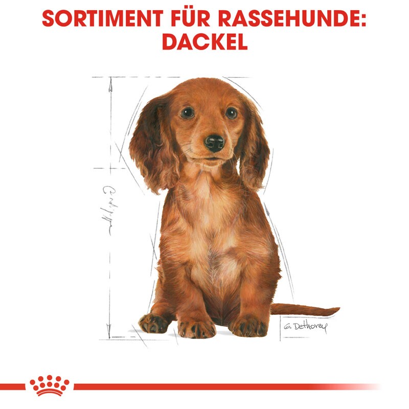 ROYAL CANIN Dachshund Puppy 1,5 kg